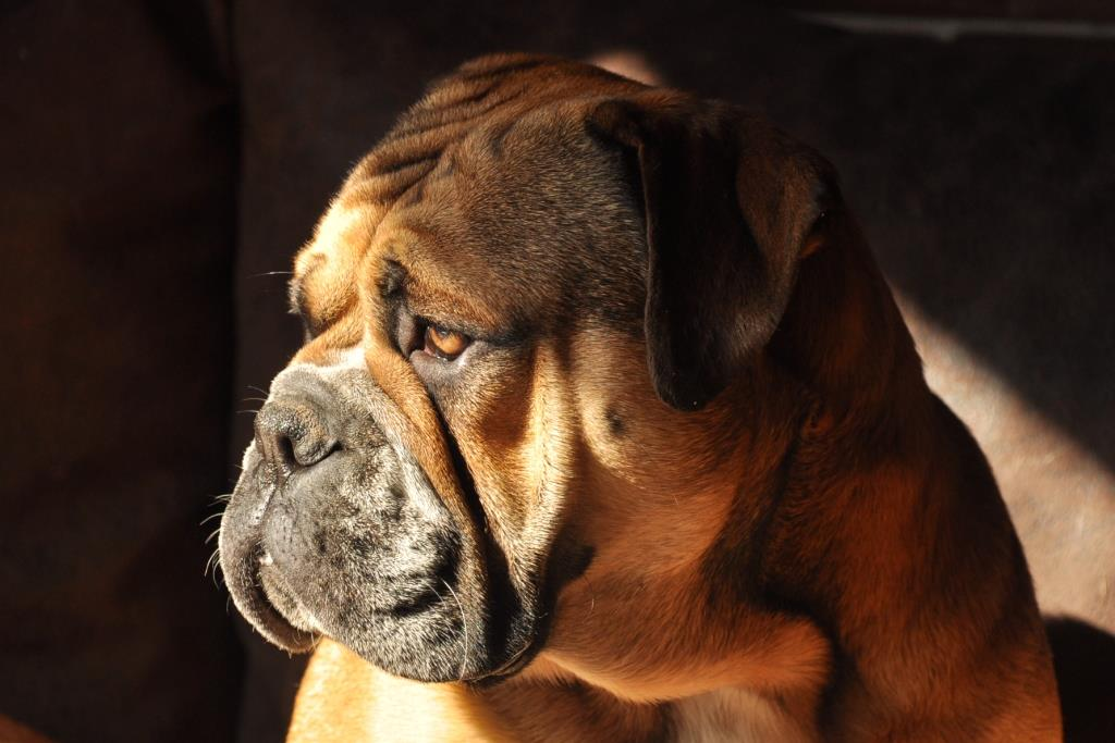 Die Rassen Continental Bulldog Mastiff Oeb Seeblickbulls