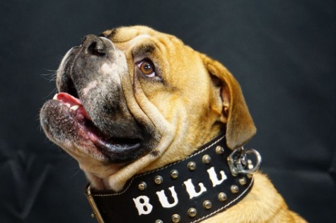 Continental Bulldog Seeblickbulls 240824