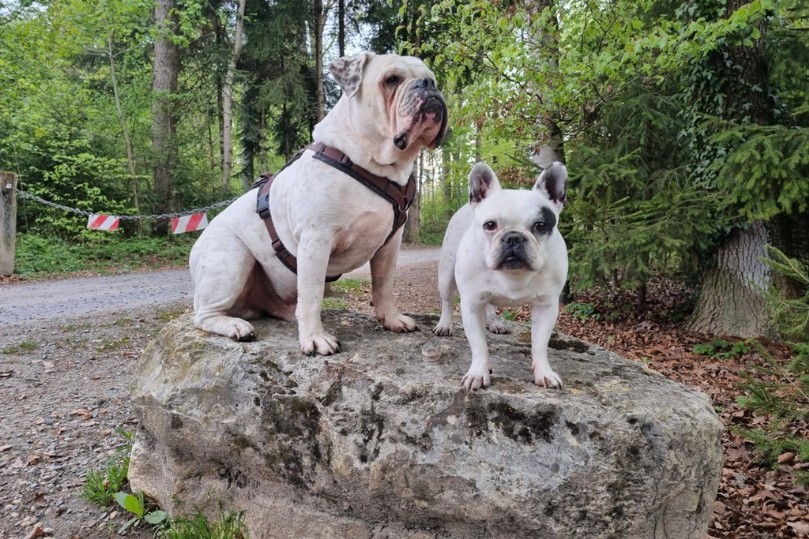 Continental Bulldogs Seeblickbulls Bild des Tages 241117