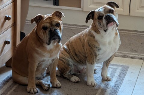 Continental Bulldog Seeblickbulls 250406 Continental Bulldog Seeblickbulls 250406