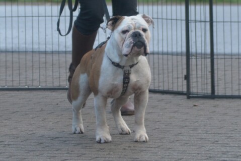 Continental Bulldog Seeblickbulls 250428 Continental Bulldog Seeblickbulls 250428