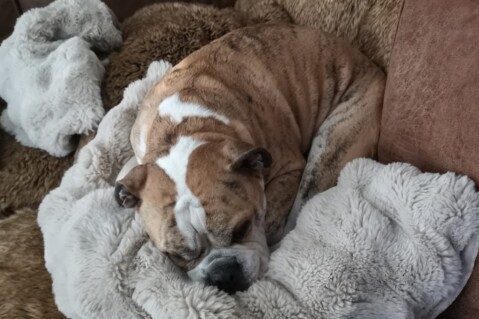 Continental Bulldog Seeblickbulls 250504 Continental Bulldog Seeblickbulls 250504