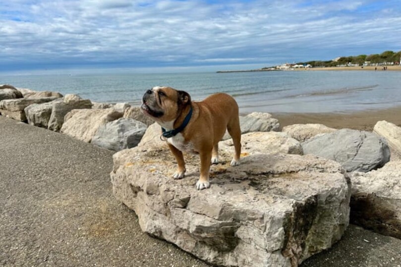 Seeblickbulls Bild des Tages 250511 Seeblickbulls Bild des Tages 250511