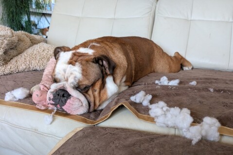 Continental Bulldog Seeblickbulls 250623 Continental Bulldog Seeblickbulls 250623