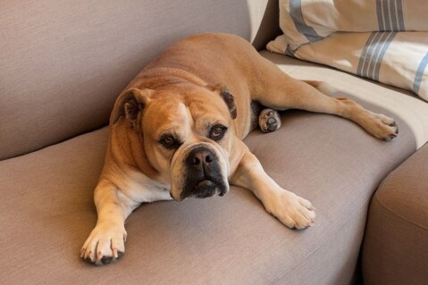 Continental Bulldog Seeblickbulls 250629 Continental Bulldog Seeblickbulls 250629