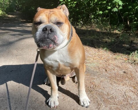 Continental Bulldog Seeblickbulls 250702 Continental Bulldog Seeblickbulls 250702