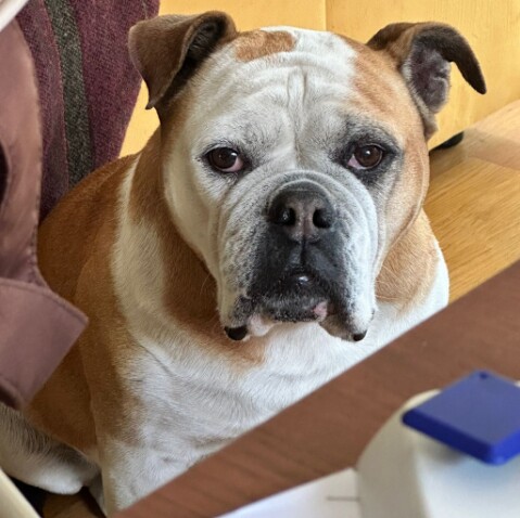 Continental Bulldog Seeblickbulls 250702 Continental Bulldog Seeblickbulls 250702