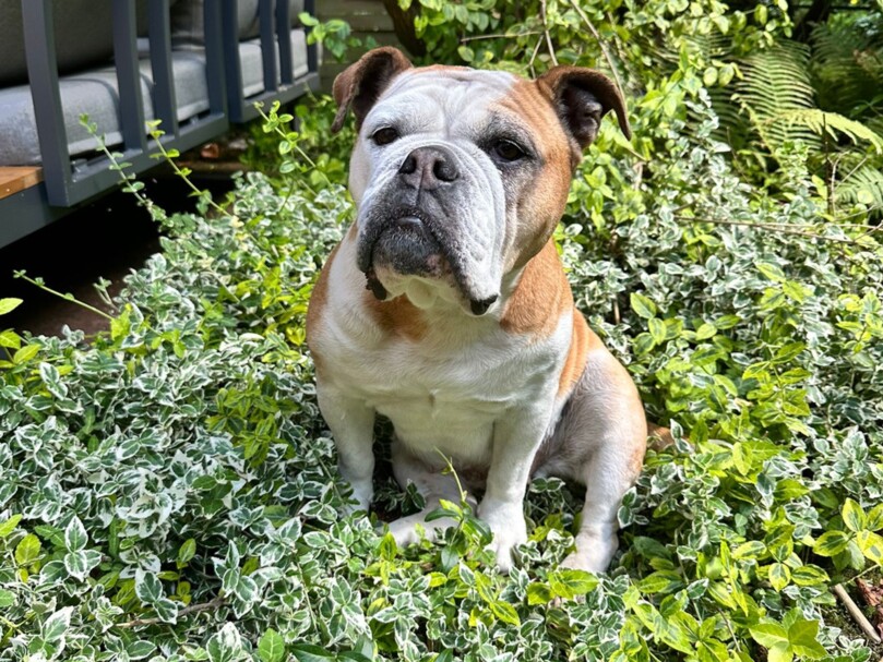 Seeblickbulls Bild der Woche 250713 Seeblickbulls Bild der Woche 250713