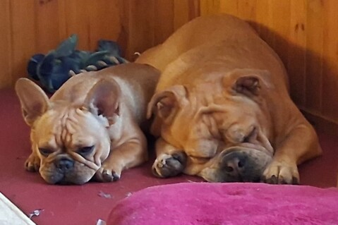 Continental Bulldog Seeblickbulls 250