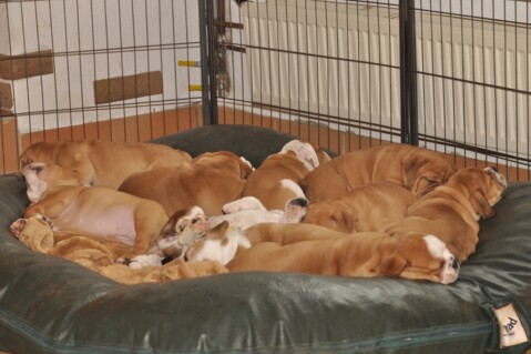 Continental Bulldog Seeblickbulls 250