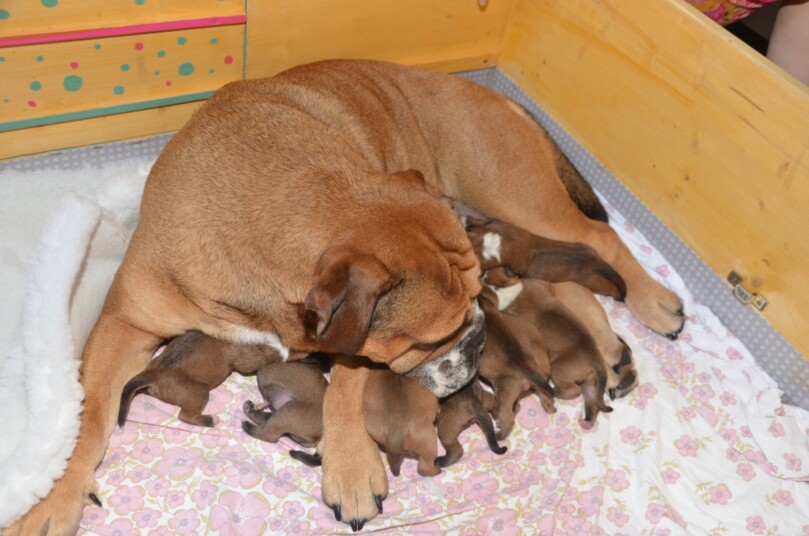Seeblickbulls Bild der Woche 250713