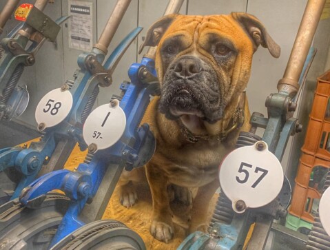 Continental Bulldog Seeblickbulls 250