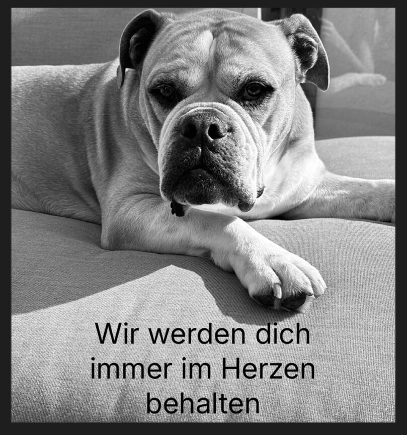 Continental Bulldog Seeblickbulls 250