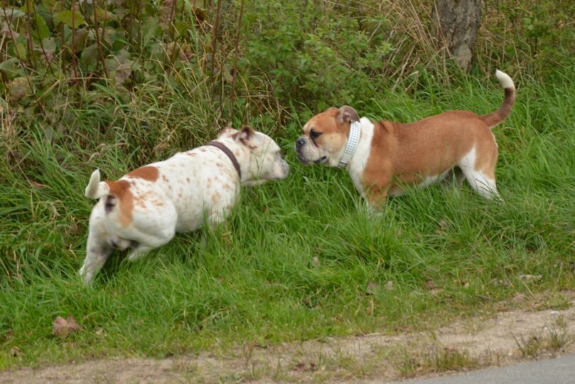 Continental Bulldog Seeblickbulls 250