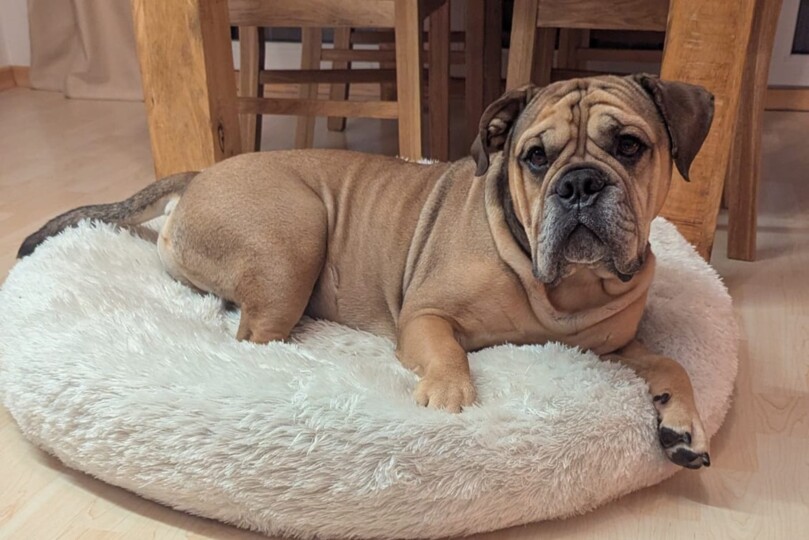 Continental Bulldog Seeblickbulls 250