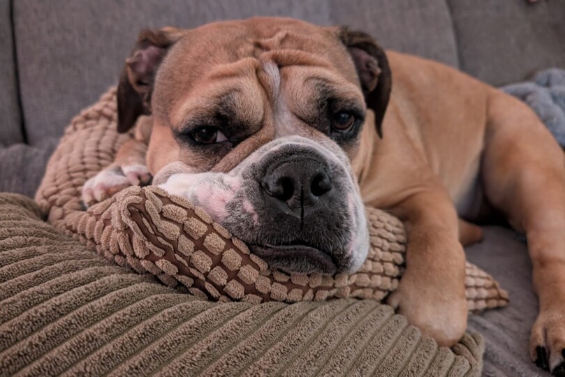 Continental Bulldog Seeblickbulls 250