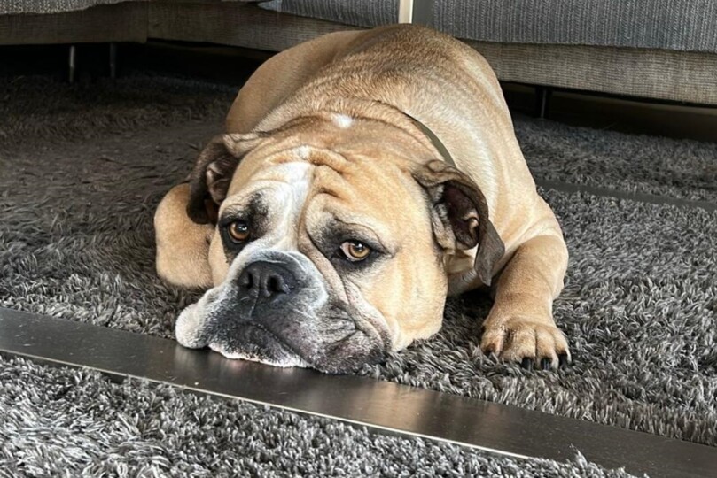 Continental Bulldog Seeblickbulls 250