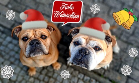 Continental Bulldog Seeblickbulls 250