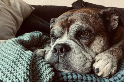 Continental Bulldog Seeblickbulls 250