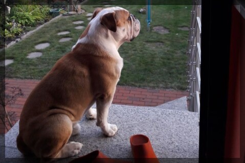 Continental Bulldog Seeblickbulls 250