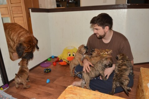 Continental Bulldog Seeblickbulls 250