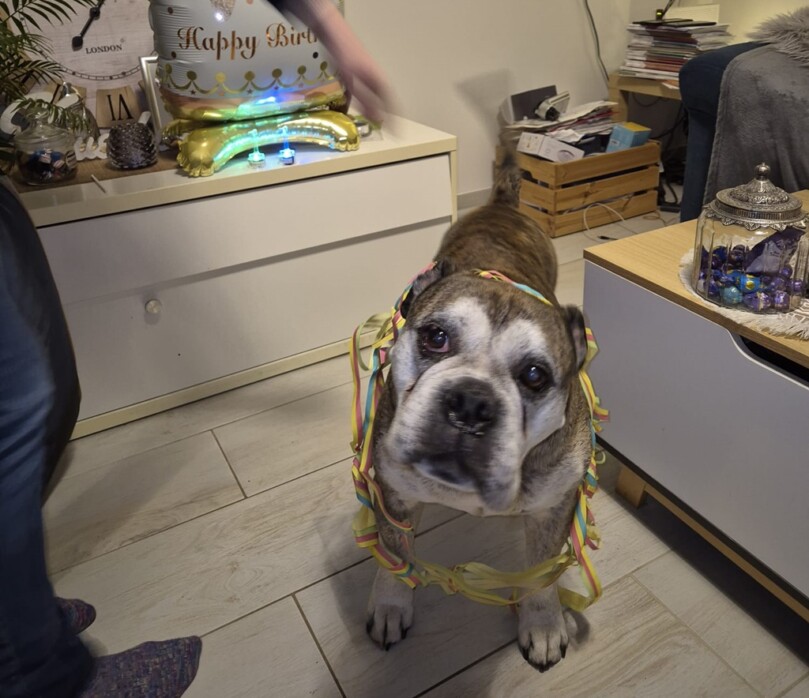 Seeblickbulls Bild der Woche 2025