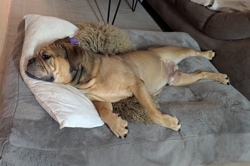 Seeblickbulls Bild der Woche 2025