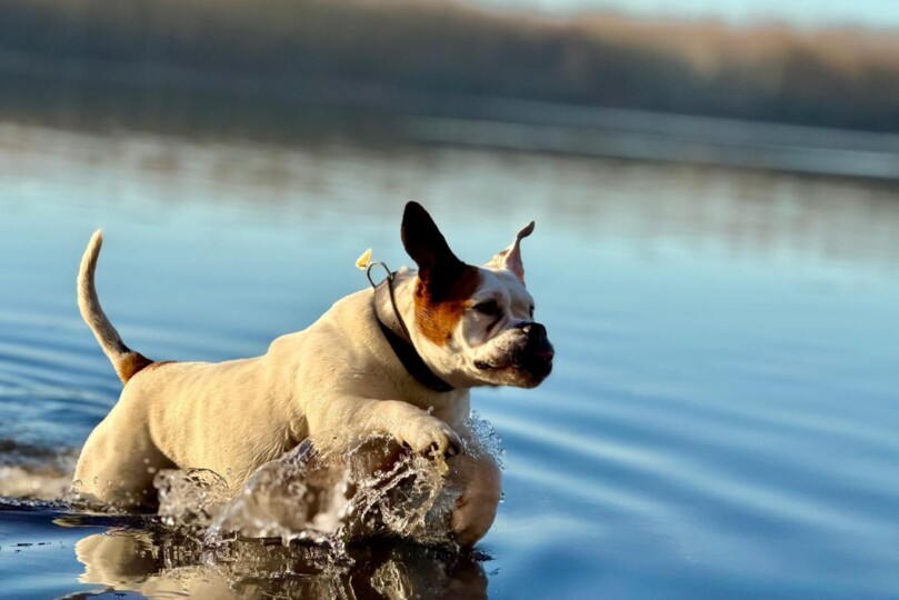 Seeblickbulls Bild der Woche 2025