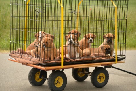 Continental Bulldog Seeblickbulls 250