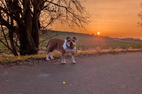 Continental Bulldog Seeblickbulls 250
