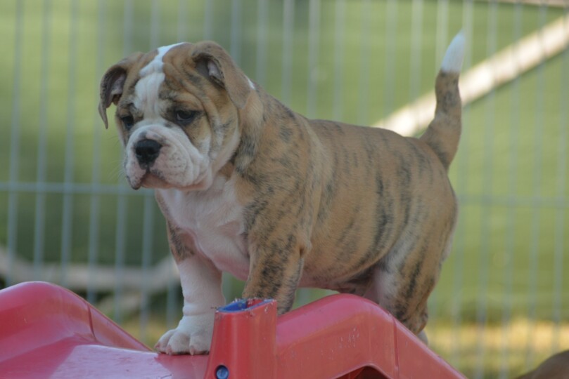 Seeblickbulls Bild der Woche 2025
