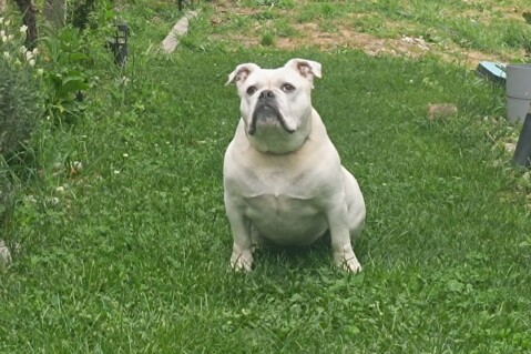 Continental Bulldog Seeblickbulls 250