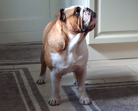 Continental Bulldog Seeblickbulls 250