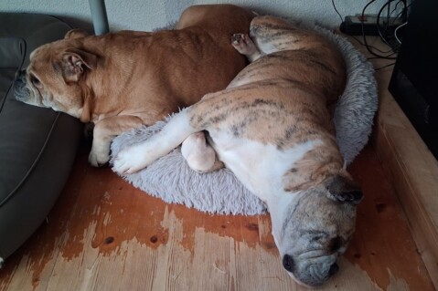 Continental Bulldog Seeblickbulls 250
