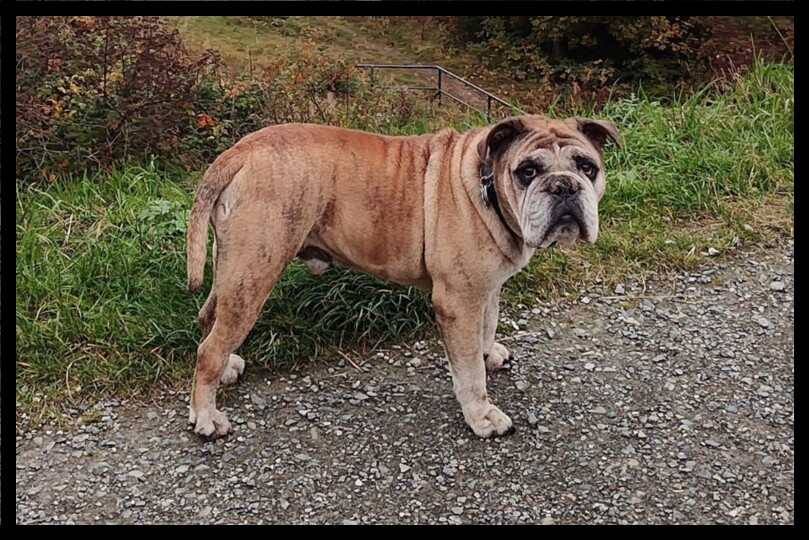 Seeblickbulls Bild der Woche 2025