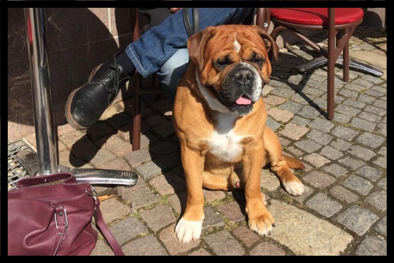 Seeblickbulls Bild der Woche 2025