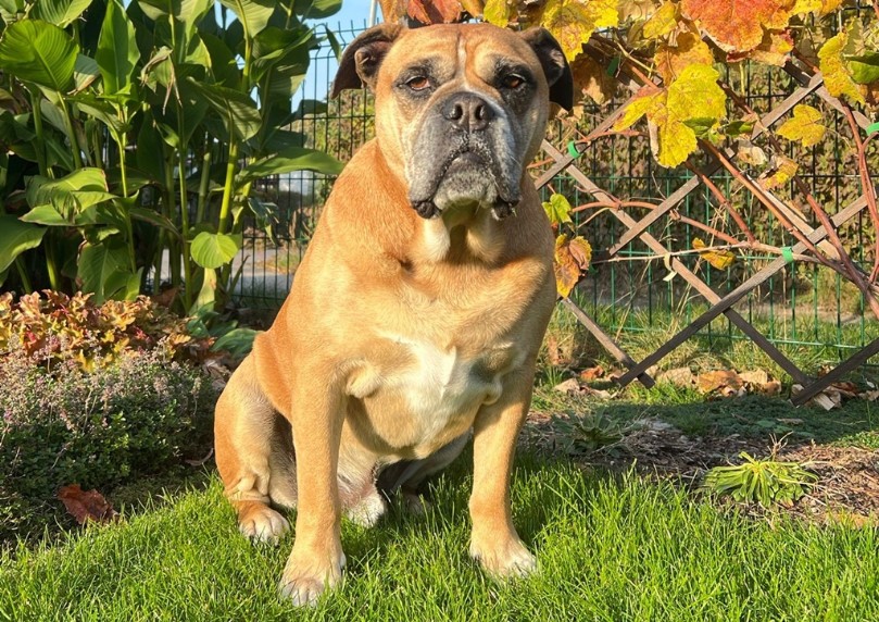 Continental Bulldogs Seeblickbulls Bild des Tages 241020